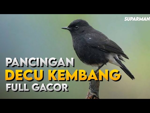 Decu Kembang Gacor / Decu Kembang Gacor Decu Kembang Gacor ...