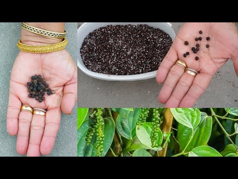 घर पर ही उगाएं काली मिर्च का पौधा।How to grow Black Pepper from seeds?काली मिर्च बीज से कैसे लगाएं?