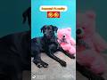 expectation V's reality🤣 #music #petshub #comedyfilms #song #labrador #ytshorts #trending #dogloves