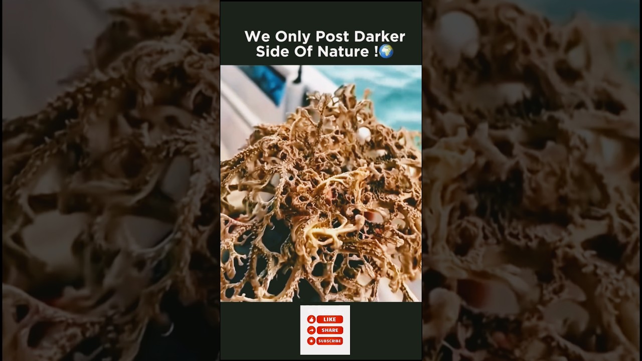 Basket stars are a type of brittle star known for their intricate, branched arms