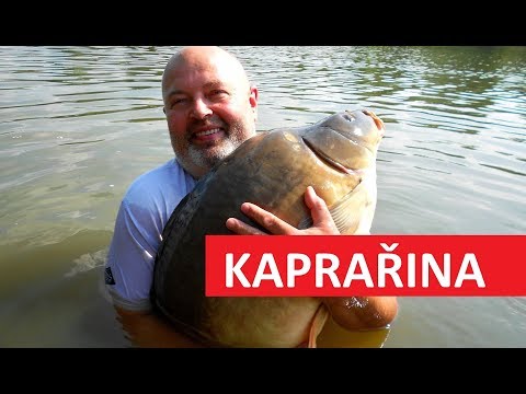 Video: Jak Chytat Kapra V Létě