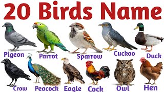 20 Birds Name in English and Hindi | Easy Learning for Kids | Bird Names with Pictures & Sound 🐦