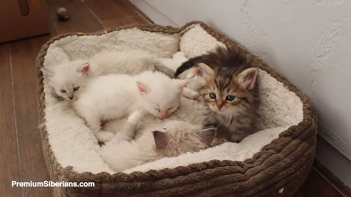 Watch the video about Siberian Forest Kittens, play, eat, sleep.
