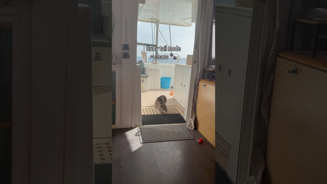 Zoomie moment :)