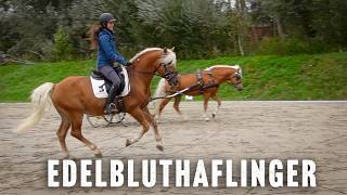 Riding the Edelbluthaflinger in Germany | Quest Ride # 155
