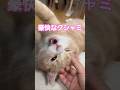 突然くる豪快な猫のクシャミwww #ねこ #cat #猫 #睡眠 #スコティッシュフォールド #scottishfold #子猫 #くしゃみ #shorts