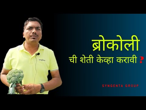 Broccoli ची शेती केव्हा करावी संपूर्ण माहिती syngenta Group All Information | Youth Farmers