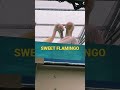 SWEET FLAMINGO #shorts #cute #youtubeshorts #viral