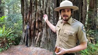 Redwoods and Climate Change: Past and Present