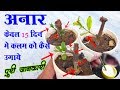 अनार कटिंग से कैसे उगाये? Anar ki cutting Kaise Lagaye (Home Garden)