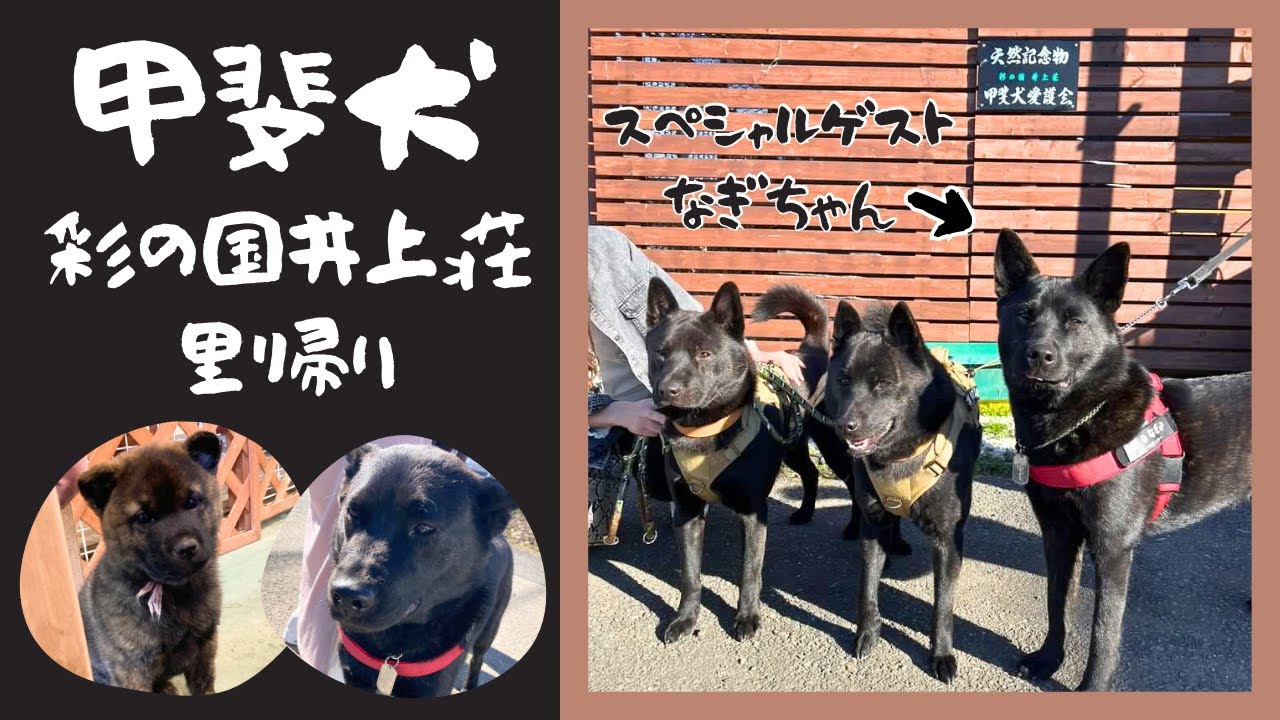 【甲斐犬】里帰り✨彩の国井上荘でフォロワーさんと待ち合わせ😍甲斐犬なぎちゃん🖤