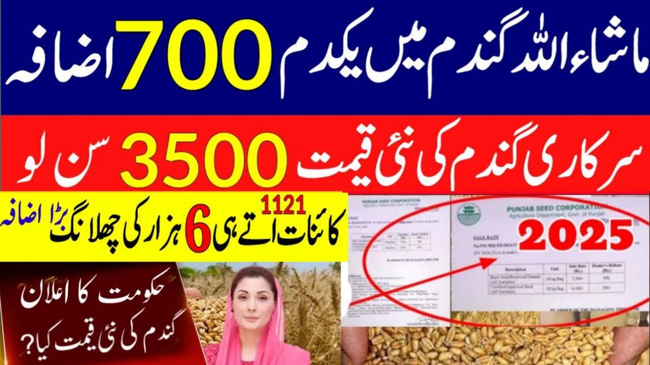 New wheat Price in Punjab | گندم کا ریٹ 2024 | wheat price in pakistan ...