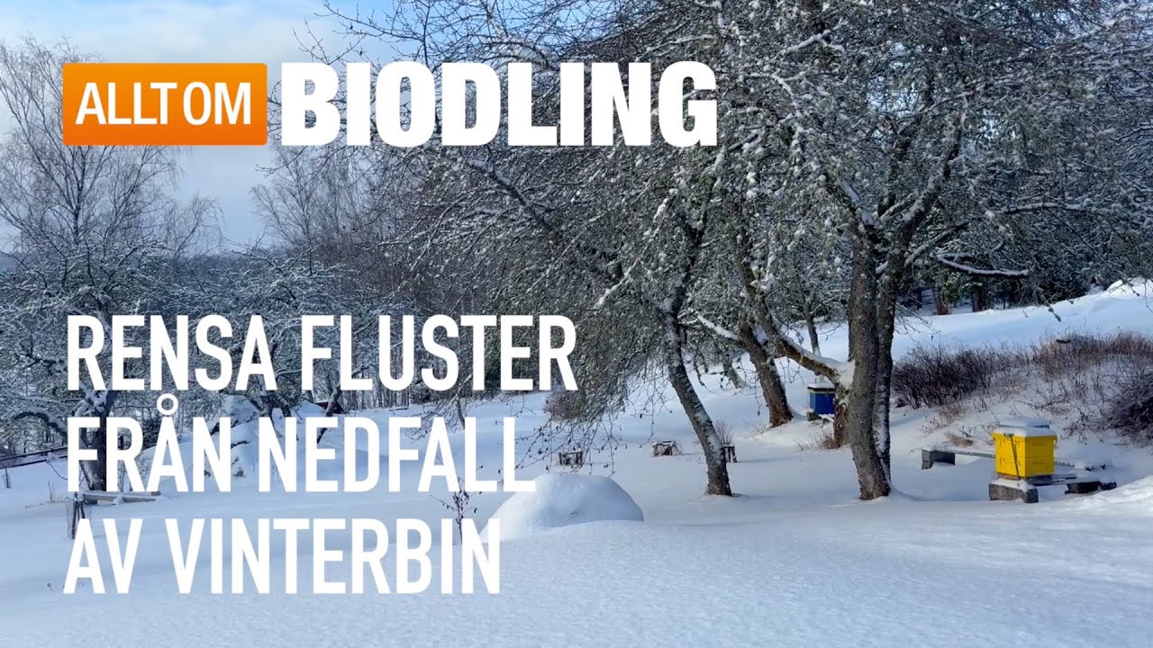 Rensa fluster från nedfall av vinterbin | Bihälsa Biodling