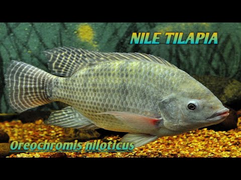 Video: Molekylær Genetisk Mangfold Og Differensiering Av Nile Tilapia (Oreochromis Niloticus, L. 1758) I østafrikanske Naturlige Og Bestander Bestander