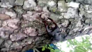Жук-Олень Брачные Игры Жук-Олень Брачные Игры
