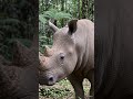 Do you know aboutJavan Rino."Save the Javan Rhino — before silence takes the forest."