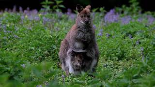 Macropods, Doe And Joey, No. 3