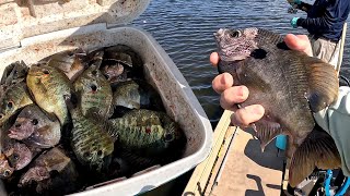 South Florida PANFISH SMACKDOWN on Lake Okeechobee