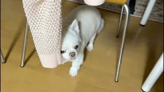 パパが帰宅するともう外出しないように膝に乗ってくる可愛い犬