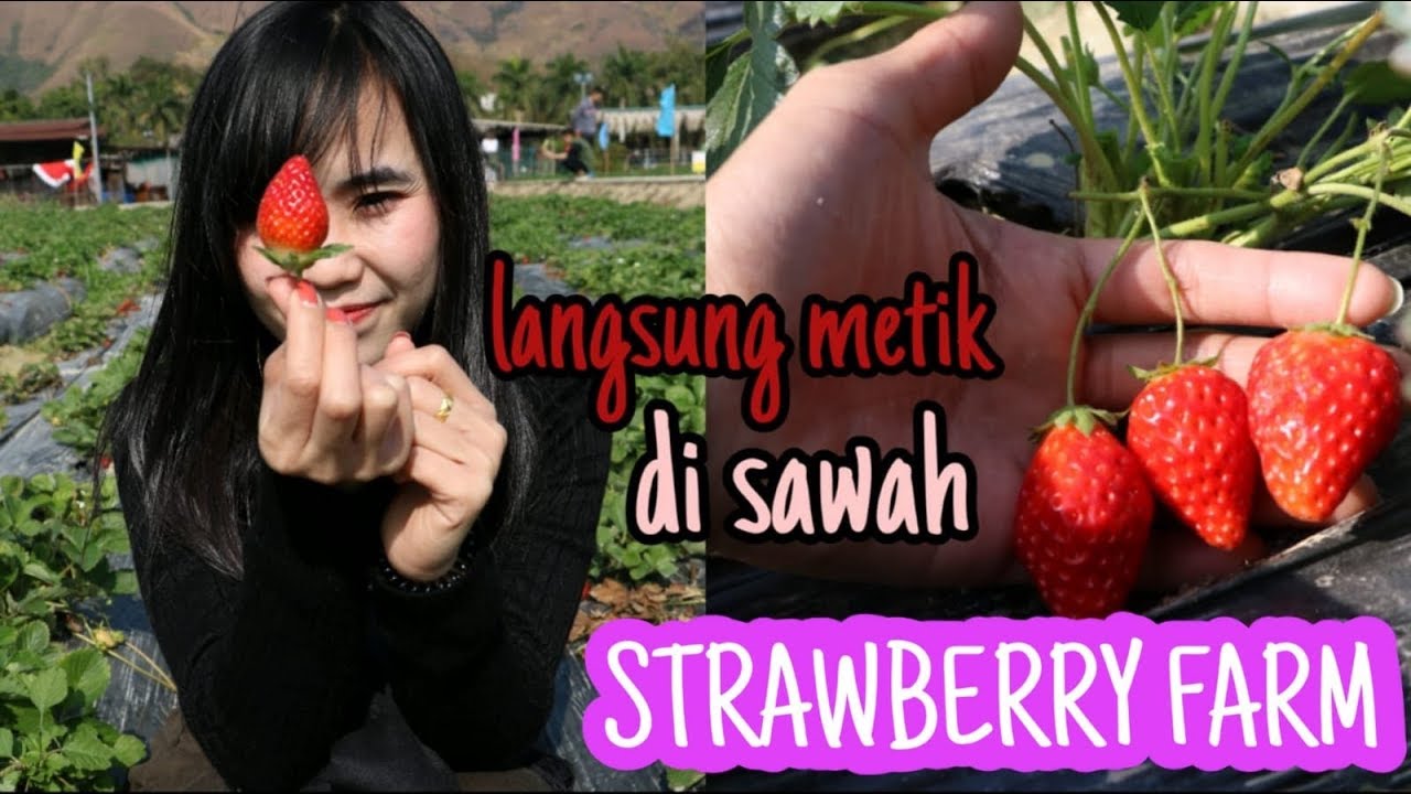 KAM TIN STRAWBERRY FARM KAM SHEUNG ROAD HK YouTube