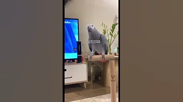 مداوم الشيخ ببغاء كاسكو 