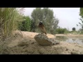 Common Redstart حمروش 