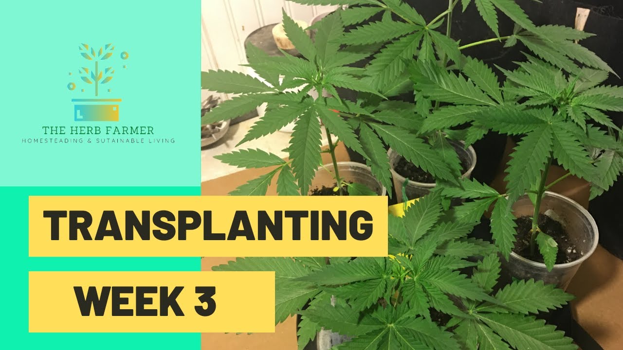 CANNABIS PLANTS WEEK 3 VEG STAGE - TRANSPLANTING TO 3 GAL FABRIC SMART POTS