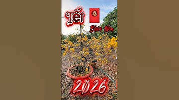 Tết 🧧 Bính Ngọ 2026 Còn Vỏn Vẹn 73 Ngày Nửa Là Tới #tet2026 #angiang #tanchauangiangtv