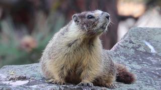 Yellow-Bellied Marmot Chirping