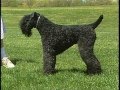 Popular Kerry Blue Terrier & Dog videos の動画、YouTube動画。