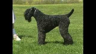 Kerry Blue Terrier  AKC Dog Breed Series