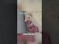 Мал да удал, так говорят про этого ежа #роды #животные #рождение