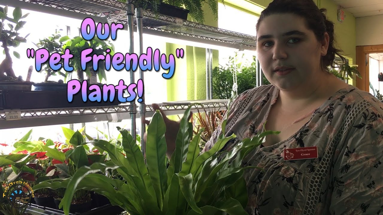 nerve trailer Grace�s Guide to Our Pet Friendly Plants! 🌺