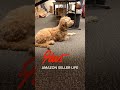 Office dog adjusting to work life #officedog