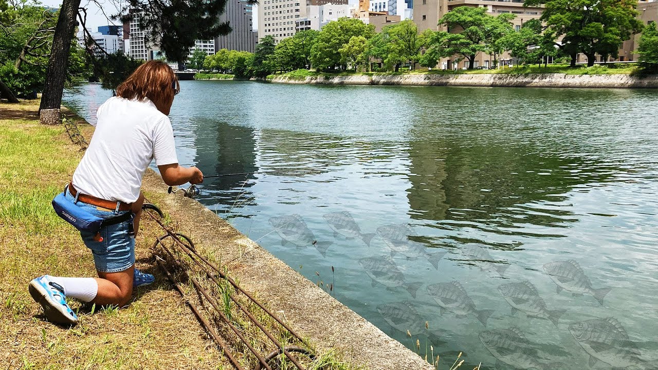 広島市内のチヌが異常に爆湧きしてる件について