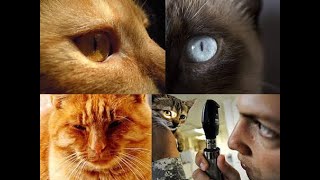 can you treat a cat eye infection at home ?? by Animals Lovers 311 views 3 years ago 7 minutes, 10 seconds