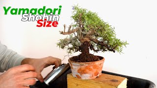 Yamadori shohin bonsai technique