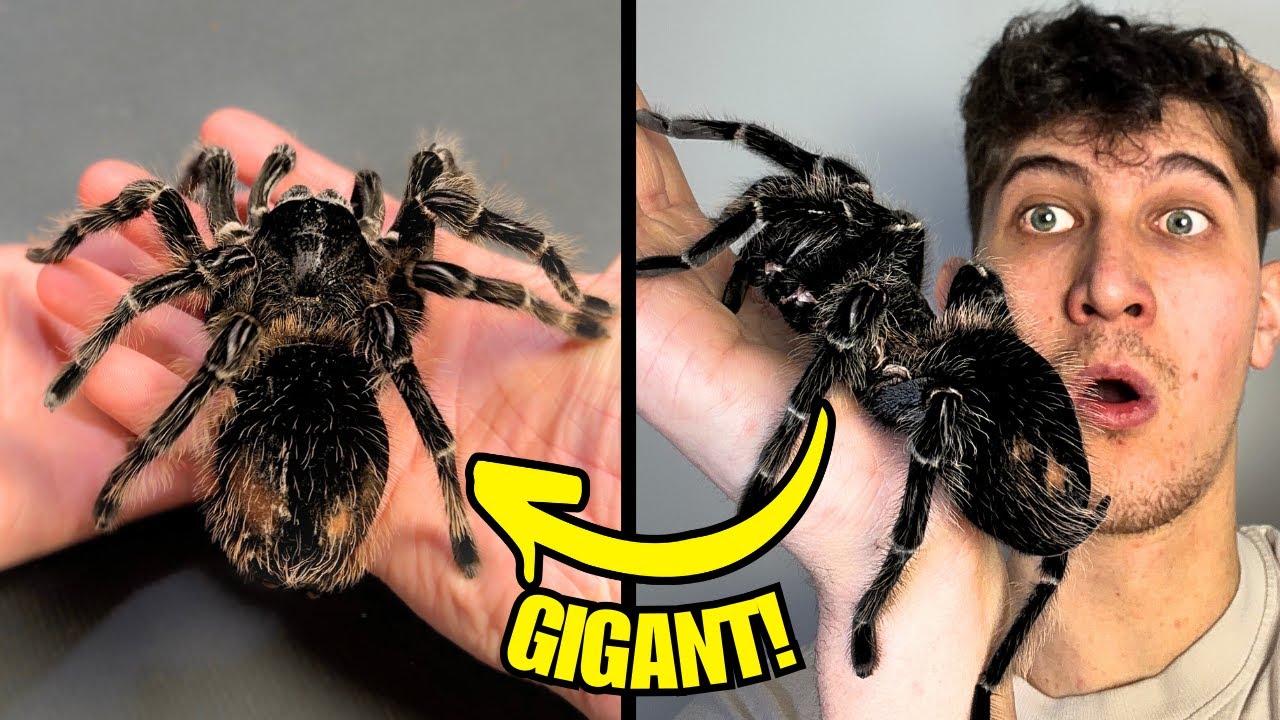 Mój NAJWIĘKSZY PAJĄK! 😳 | Pająki na start!