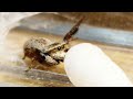 お水を飲むと絶対バンザーイしちゃう角刈りのハエトリグモ【今までありがとう】