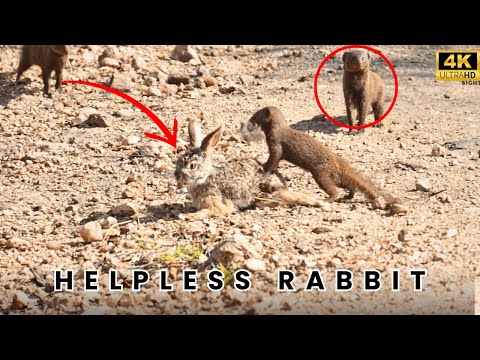 HELPLESS RABBIT