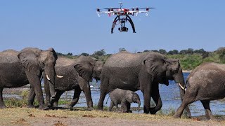 CONSERVATION CASE STUDIES AND IMPLEMENTATION STRATEGIES OF ASIAN ELEPHANT (ELEPHAS MAXIMUS)