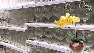 В магазин за новой вазой для орхидеи 😋🔥🤗 будни орхомана #phal #orchid #орхомания