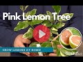 Variegated Pink Eureka Lemon Tree - Grow Lemons At Home