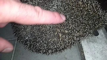 Злой Ёжик который Меня УКОЛОЛ!!!