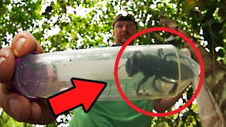 10 САМЫХ СТРАННЫХ ЖИВОТНЫХ, КОТОРЫЕ РЕАЛЬНО СУЩЕСТВУЮТ В НАШИ ДНИ 10 САМЫХ СТРАННЫХ ЖИВОТНЫХ, КОТОРЫЕ РЕАЛЬНО СУЩЕСТВУЮТ В НАШИ ДНИ