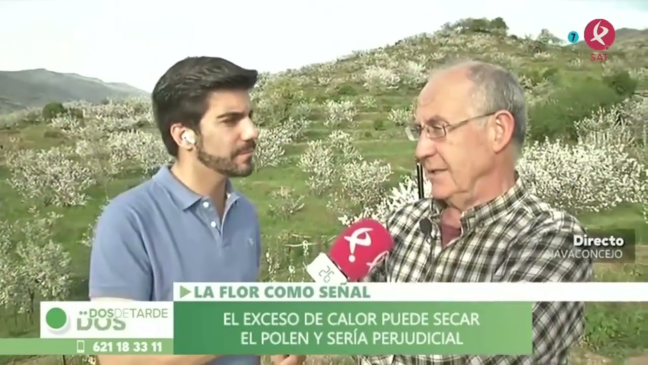 Nada más florecer, los cereceros se ponen manos a la obra en el Valle del Jerte | Dos de tarde