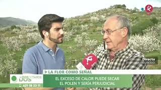 Nada más florecer, los cereceros se ponen manos a la obra en el Valle del Jerte | Dos de tarde