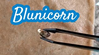 Blunicorn Weed Grow Day 1 Germinated and planted into #rootsorganics #loud #diy #easy #indogrow