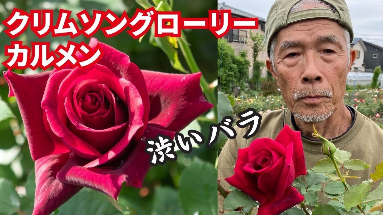 カルメン｜バラ苗の通販の篠宮バラ園