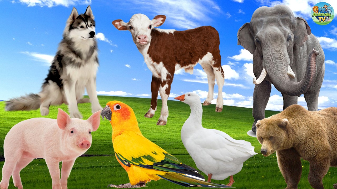 Cute Little Animals - Elephant, Cow, Dog, Duck, Bear, Parrot - Animal Sounds